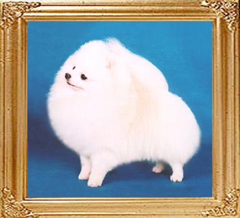 129_Ph_Ch_Canton_White_Bear.jpg