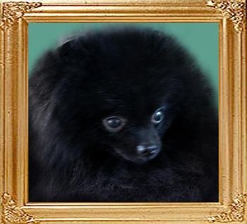 13177z_Black_Duches.jpg