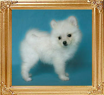 13188z_Yingyang_Canton_White_Chick.jpg