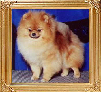 16567x Janesa's Duchess of York.jpg