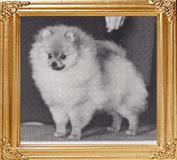 17701z_LLL_Mite_Of_gold_Suzanna_Ch.jpg