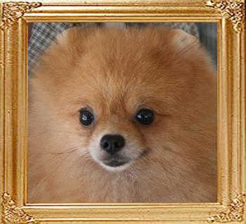 17984z_Maltram_of_Lin_Chin_Pomeranian_Kennel.JPG
