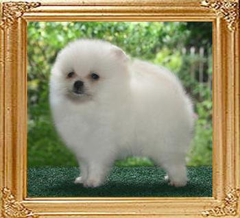 18580z_Canton_White_Eliza_1_12_months.JPG