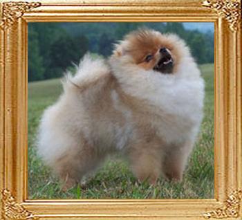 18769z_Lil_Behrs_Cinnamon_Toast.jpg