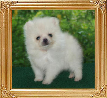 18900z_Canton_White_Saint_2_mos.jpg