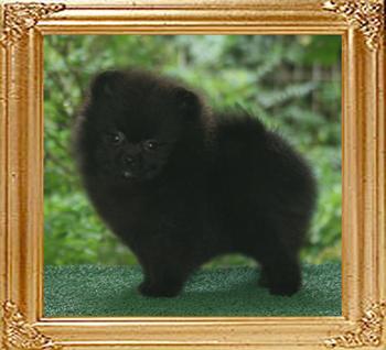 19081z_Canton_Black_Attraction_F_2_mos.jpg