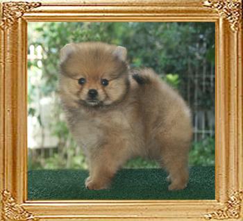 1 ½ months old 19083z_Canton_Pufpride_Alan_M_1_n_half_mos.jpg