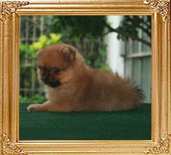 19109z_Bravestar_x_Golden_Champagne_F_6weeks_puppy_1.jpg