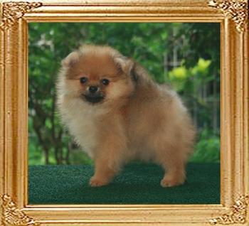 19111z_Bravestar_x_Tippi_Hedren_F_9weeks.jpg