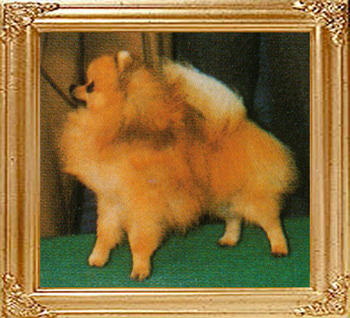 20334z_Rolls_of_Dumei_Kennel.jpg