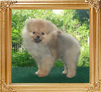 20513y_Canton_Pufpride_Mystic_Rose_3mo.jpg