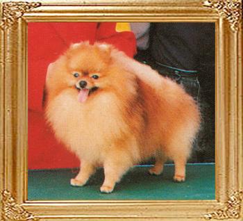 20746z_Jory_of_Fang_Chuan_Kennel.jpg