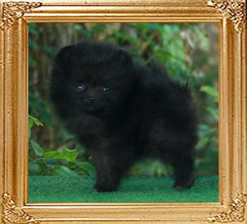 30057z_Yingyang_Maybelle_of_Canton_1_mo_3_wks.jpg