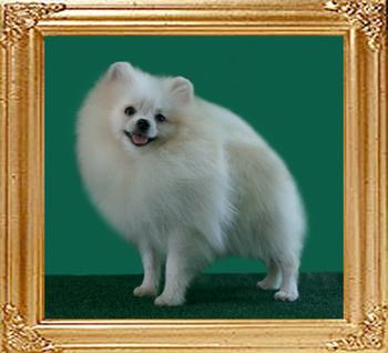 31227z_Canton_White_Cloud_Hunter_1yr.jpg