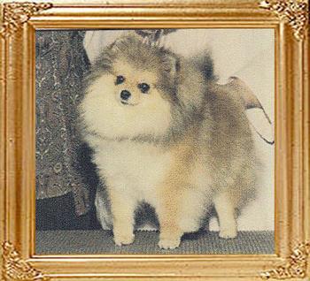 34585z_Finchs_Walk_The_Walk_Ch.jpg