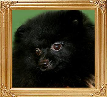 5693z_Black_Pepper.jpg