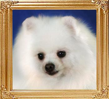 95z_White_Fancy.JPG