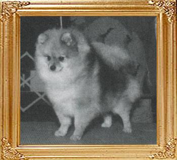Am_Ch_Janesas_Hi-Struttin_Daisey.jpg