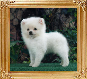 Bailey_x_Santina_M_2mo_2wks.jpg