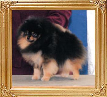 Bar-Jons_And_Janesas_Tuxedo_47691.jpg