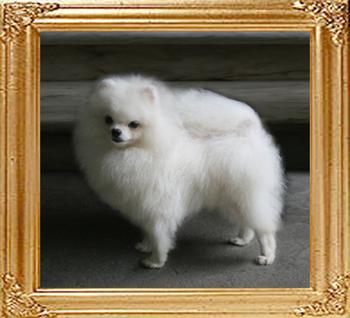 Bomber_of_Chiao_Li_Ya_1yr_22cm_2.4lbs_49285.jpg