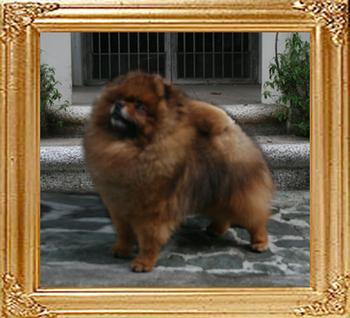 Bomber_of_Pu_Tao_Weng_Pomeranian_Kennel_6yrs_47661.jpg