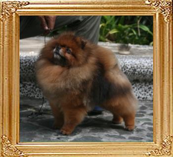 Bomber_of_Pu_Tao_Weng_Pomeranian_Kennel_7761_.jpg