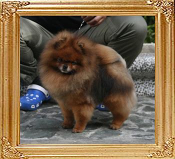 Bomber_of_Pu_Tao_Weng_Pomeranian_Kennel_7783_final.jpg