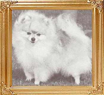 Bonners_Prettytune_Petit_Ch_33056.jpg