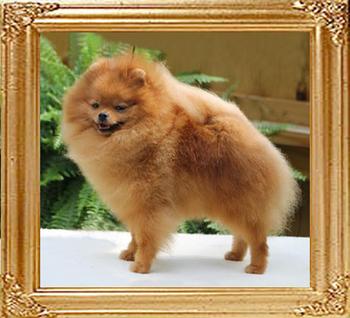 CRTs_Swordsman_of_Canton.jpg