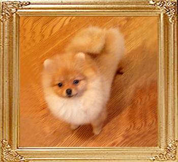 CRTs_Swordsman_of_Canton_puppy_photo.jpg