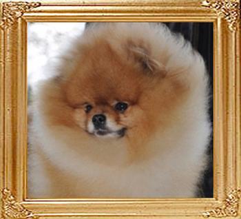 CR_Yeah_Baby_GCH.jpg