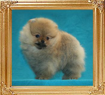Canton_Aga_Khan_2mo_1.4lbs.jpg