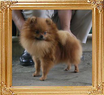 Canton_Alladins_Gold_3.7lbs_1yr_6mo_3212.jpg
