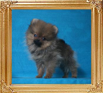 Canton_Alladins_Gold_3mo_1.3lbs_P6-6_8935.jpg