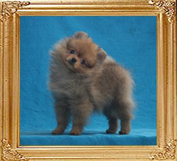 Canton_American_Beauty_2mo_3wk_P_6-6_1.65lbs_5124.jpg