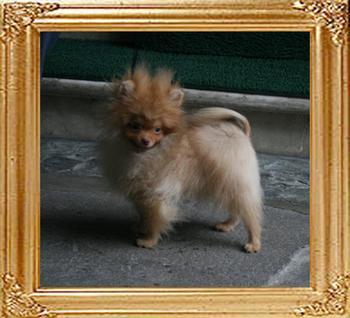 Canton_Andwari_Dream_5mo_2.2lbs_1571.jpg