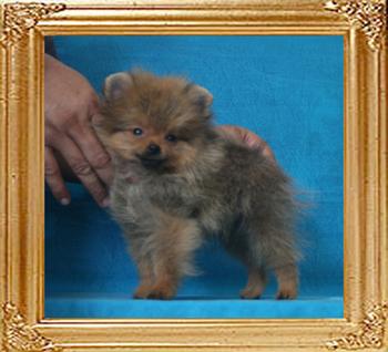 Canton_Andwari_My_Sweet_2mo_3wk_1.6lbs_P6-6_8872.jpg