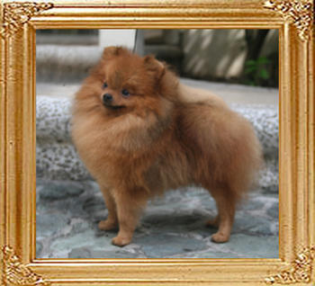 Canton_Andwari_My_Sweet_4.29lbs_3399_0.jpg
