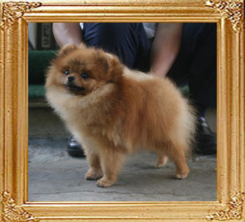 Canton_Andwari_Rocks_4.1lbs_1yr_4mo_4728.jpg