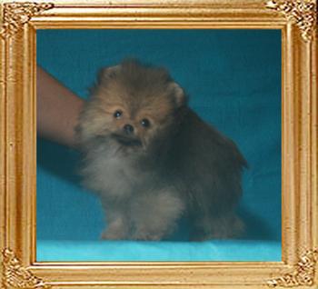 Canton_Andwari_Velvet_1.32lbs_3mo_P6-6_0473.jpg