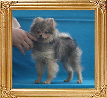 Canton_Antonio_Banderas_4mo_3.3lbs_3588.jpg