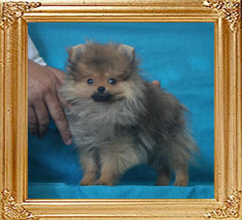 Canton_Anwari_Rocks_1.98lbs_3mo_3wk_P6-6_0819.jpg