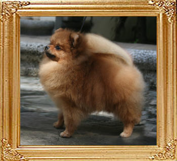 Canton_Anwari_Rocks_3.63lbs_1yr_2mo_5219_0.jpg
