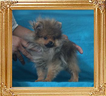 Canton_Anwari_Sings_2.2lbs_3mo_3wk_P6-6_0837.jpg