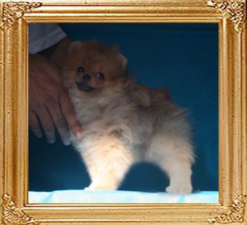 Canton_Anwari_Velocity_198lbs_3mo_P6-6_0442_.jpg