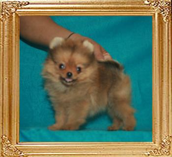 2.5lbs at 3months 2weeks Canton_Applause_Mt_Crest_3mo_2wk_2.5lbs_47660.jpg