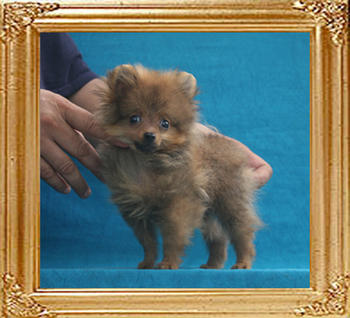 Canton_Arthur_Gose_P6-6_1.2lbs_3mo_1wk_1702.jpg