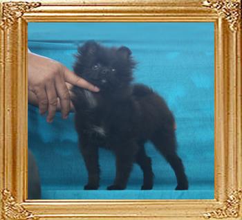 Canton_Babaroosa_3.3lbs_4mo_1wk_P6-6_1497.jpg