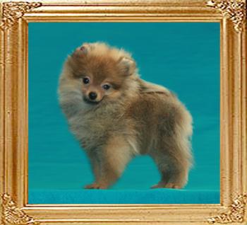 Canton_Baby_Bush__3270_3mo_2lbs_6-6_47509.jpg